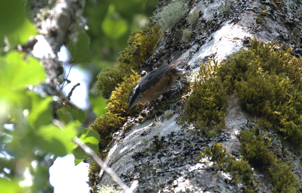 Red-breasted Nuthatch - ML638564219