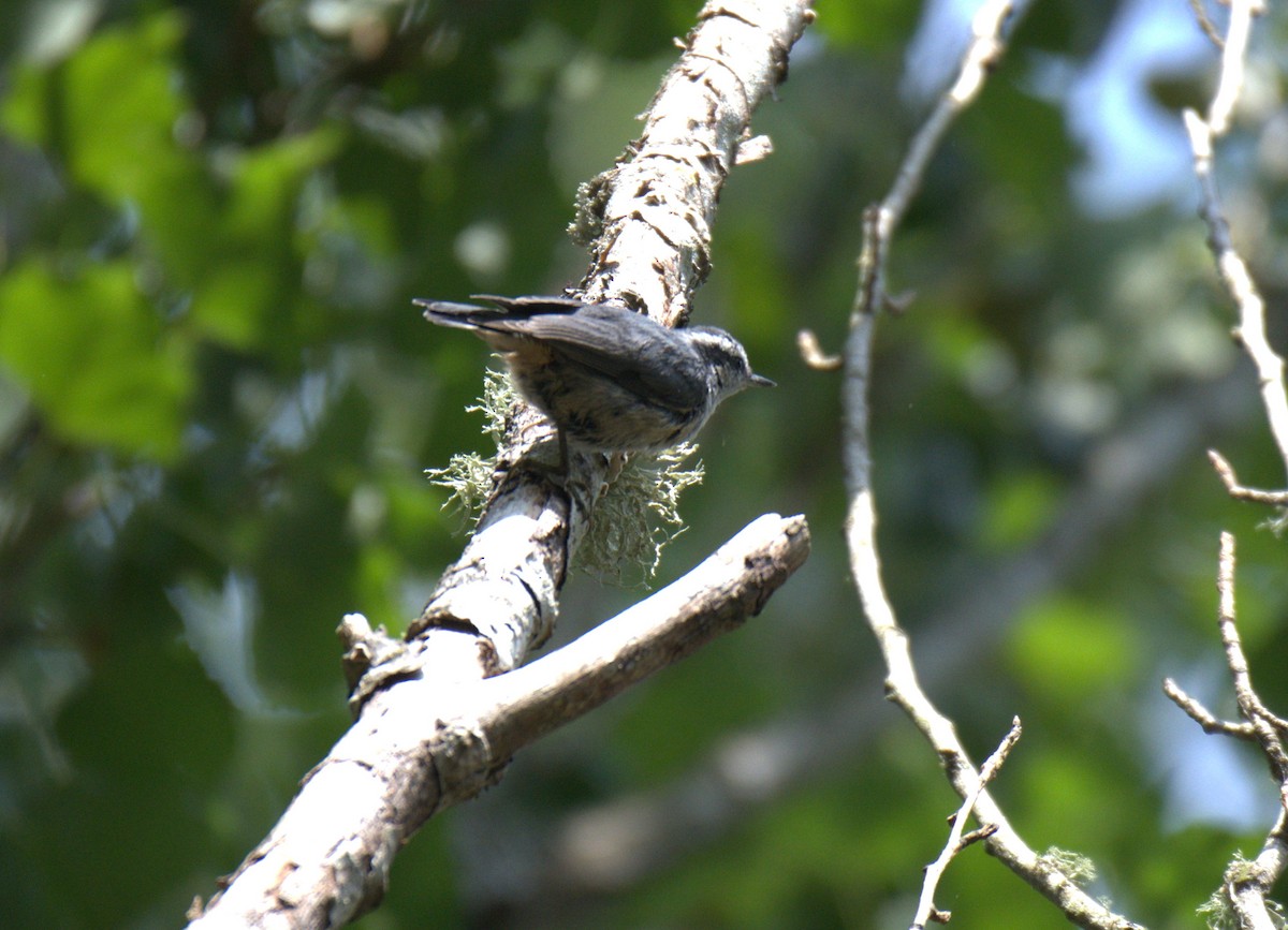 Red-breasted Nuthatch - ML638564220