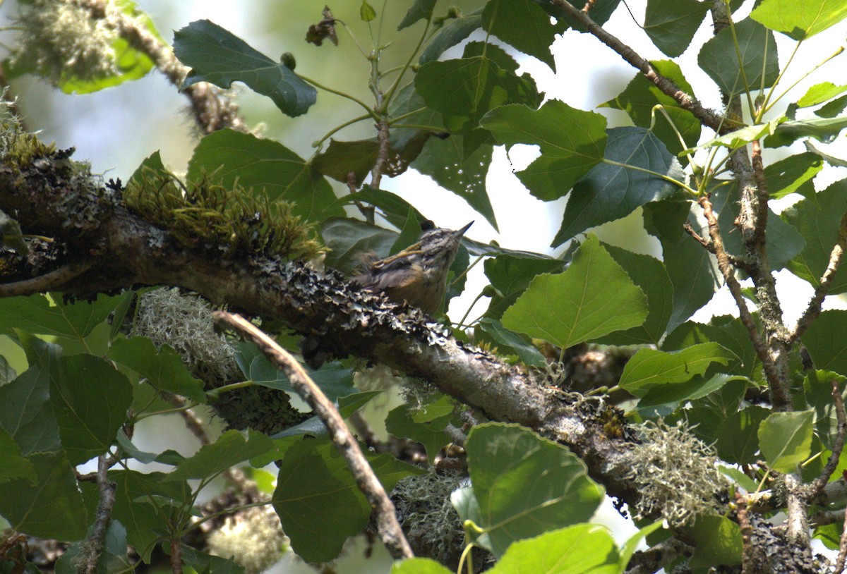 Red-breasted Nuthatch - ML638564221