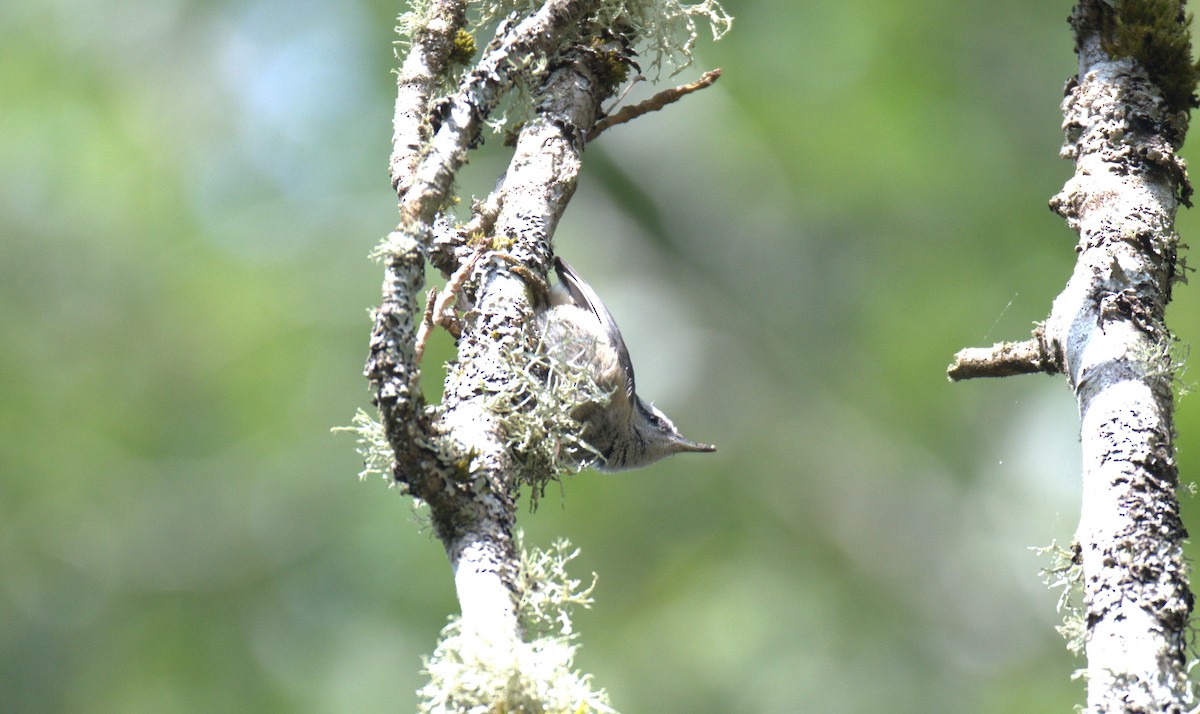 Red-breasted Nuthatch - ML638564222