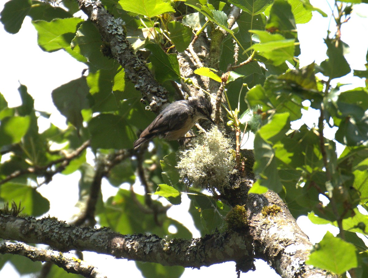 Red-breasted Nuthatch - ML638564223