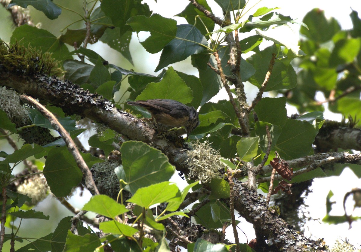 Red-breasted Nuthatch - ML638564224