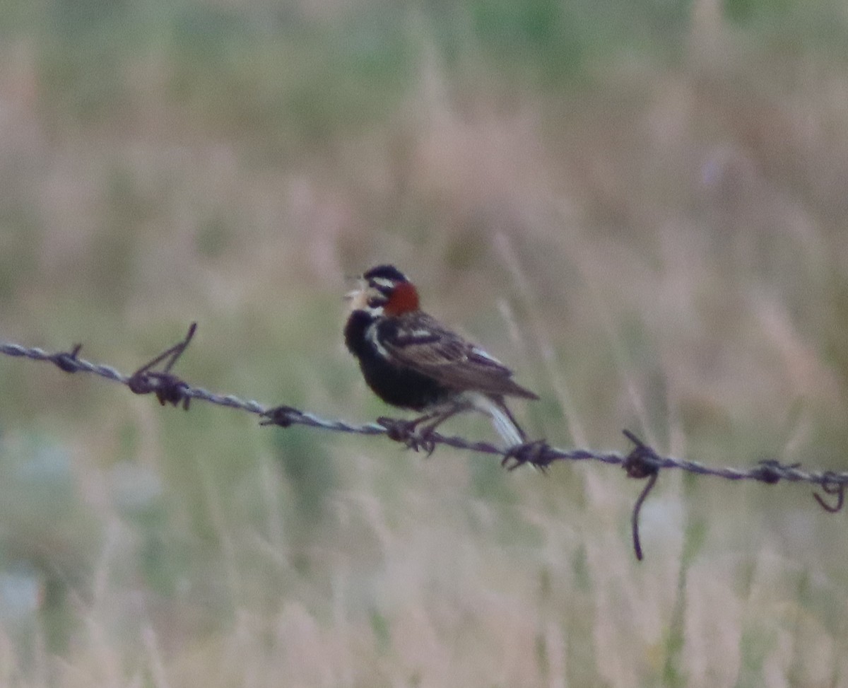 Chestnut-collared Longspur - ML638564227