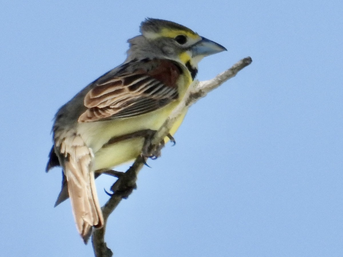 Dickcissel - ML638564229