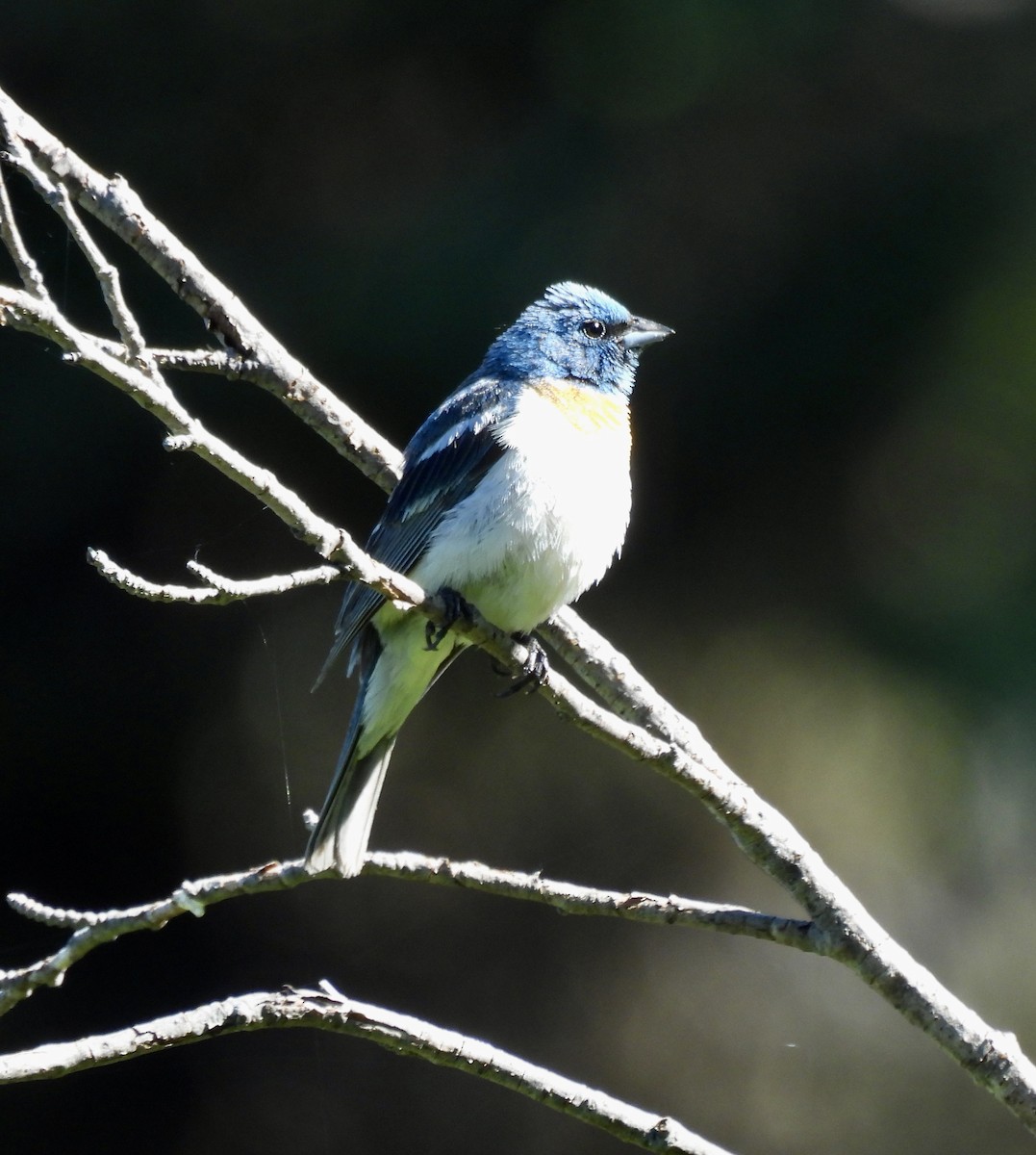 Lazuli Bunting - ML638564239