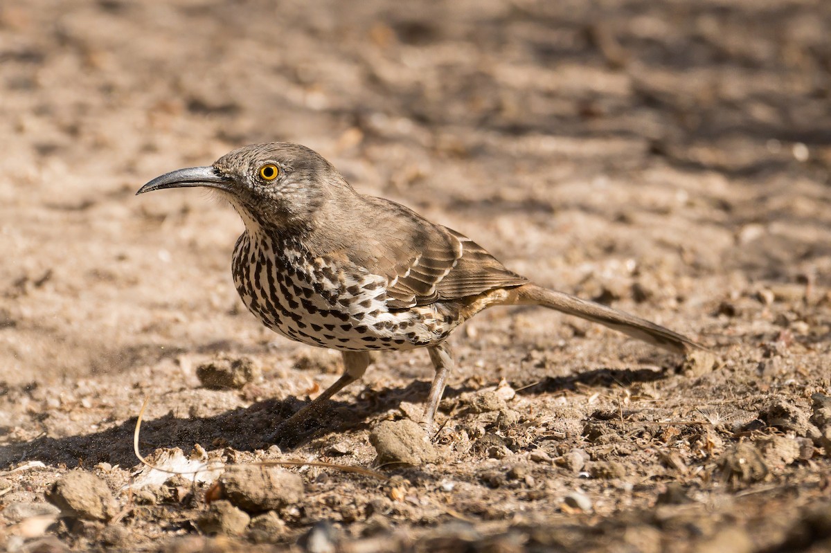 Gray Thrasher - ML638564255