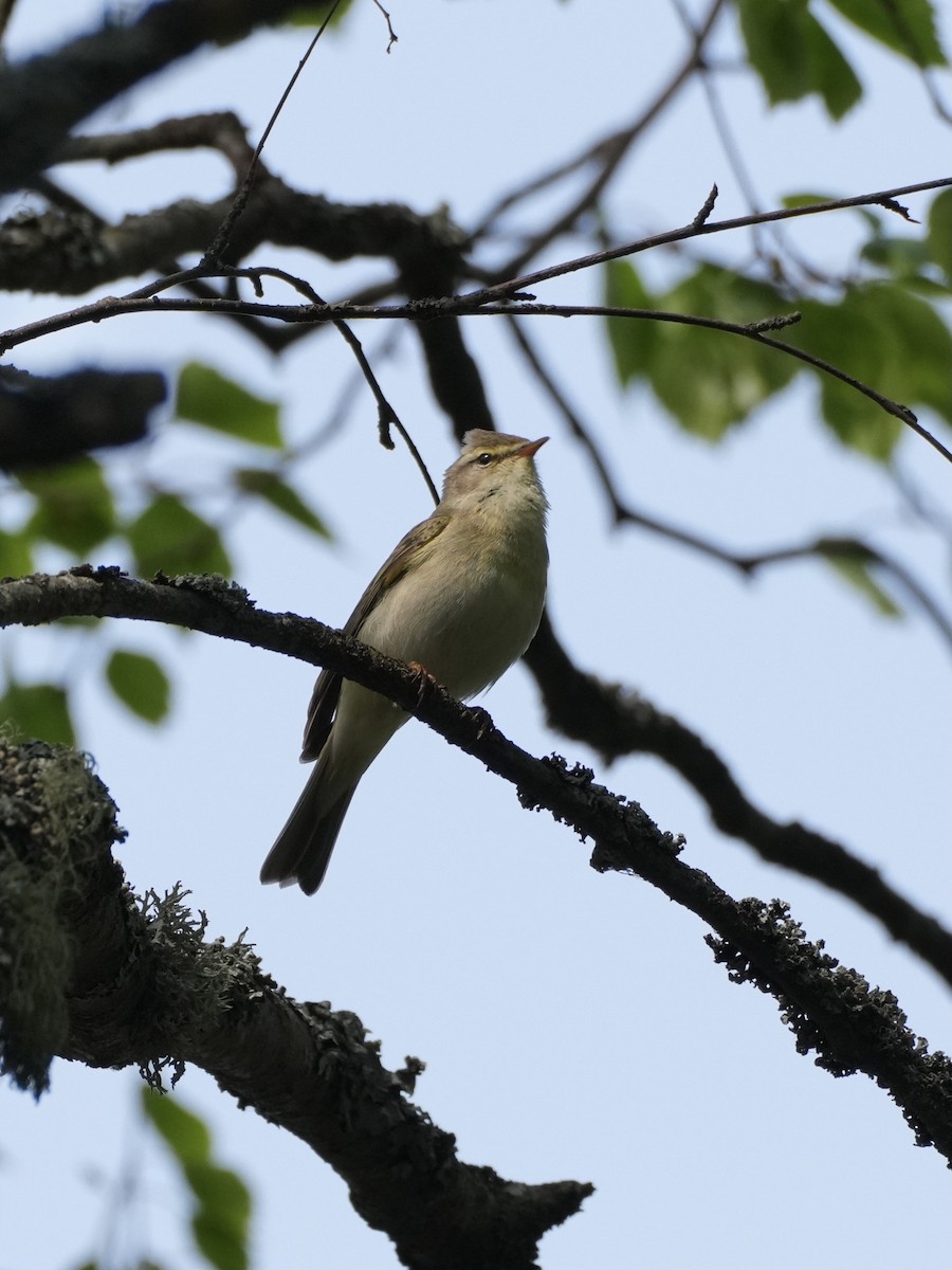 Willow Warbler - ML638564272