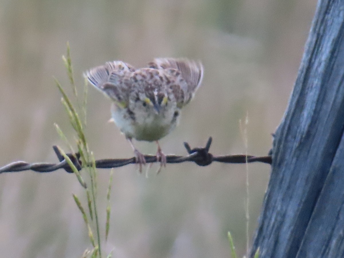 Grasshopper Sparrow - ML638564285