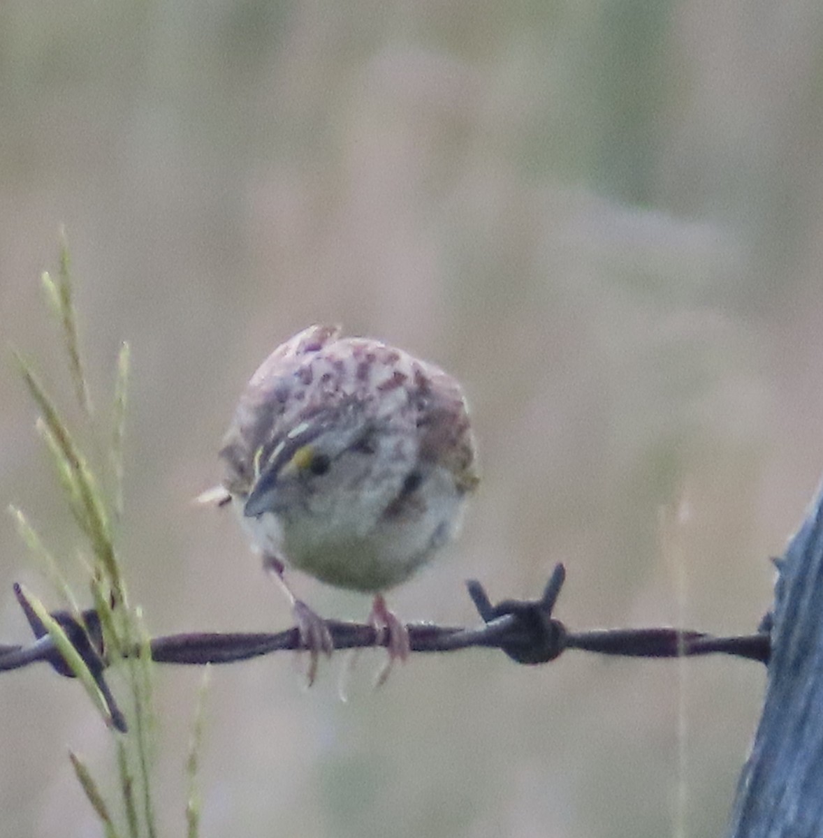 Grasshopper Sparrow - ML638564301