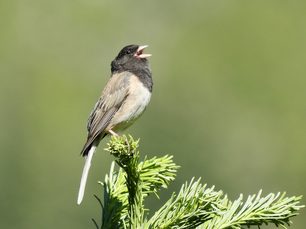 Dark-eyed Junco - ML638564302