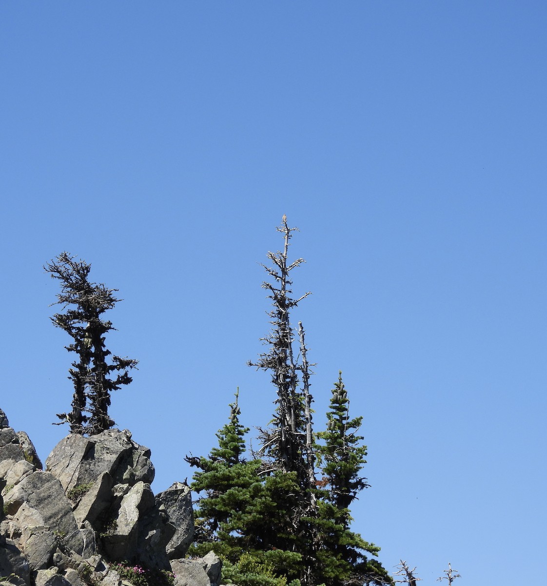 Rock Wren - ML638564355