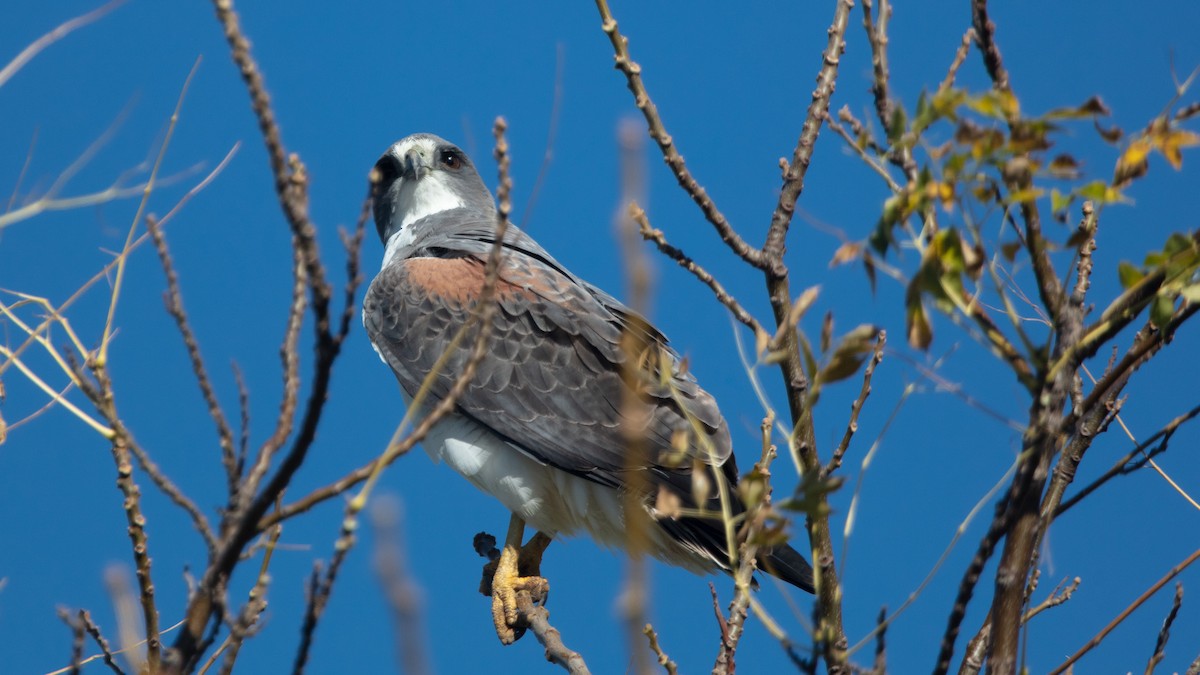 White-tailed Hawk - ML638564400