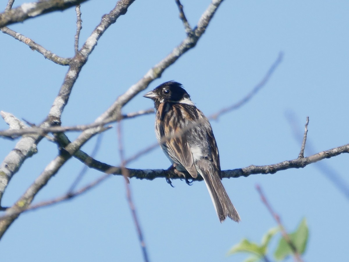 Reed Bunting - ML638564441