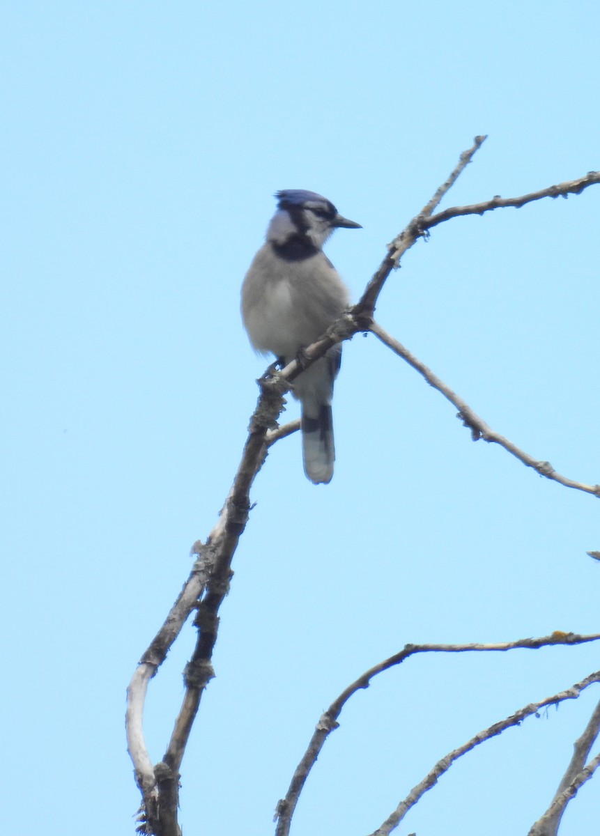 Blue Jay - ML638564460