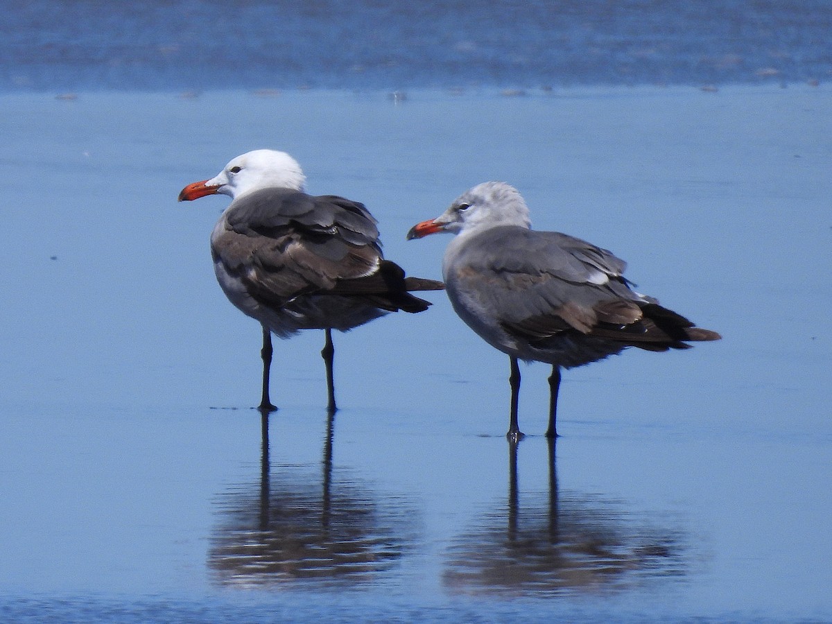 Heermann's Gull - ML638564466
