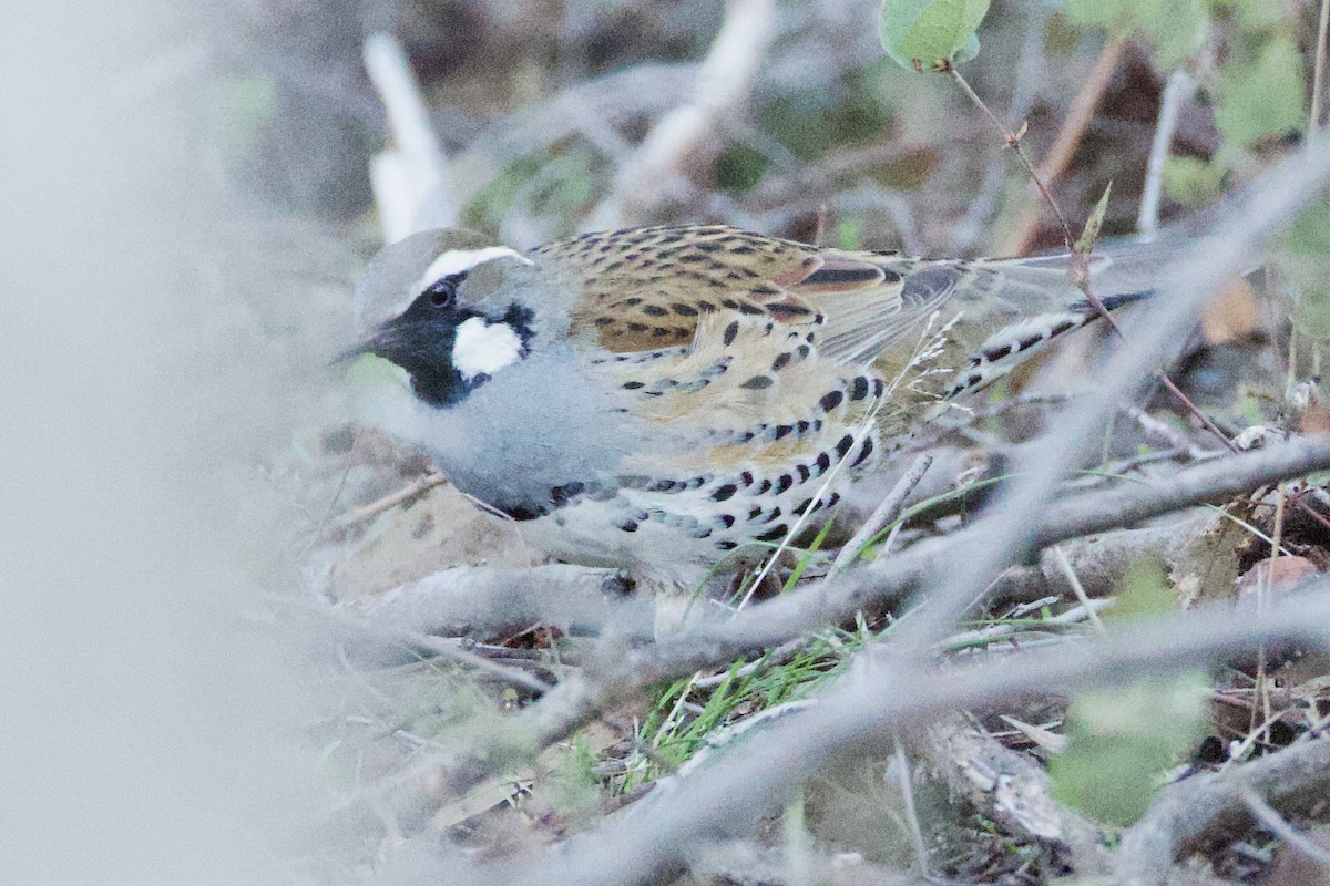 Spotted Quail-thrush - ML638564513