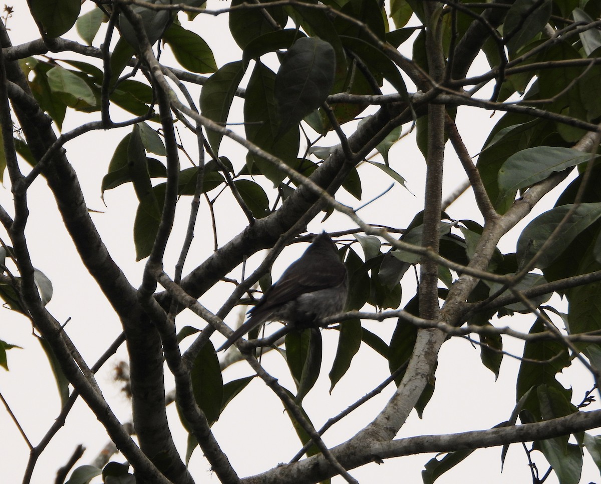 Smoke-colored Pewee - ML638564514