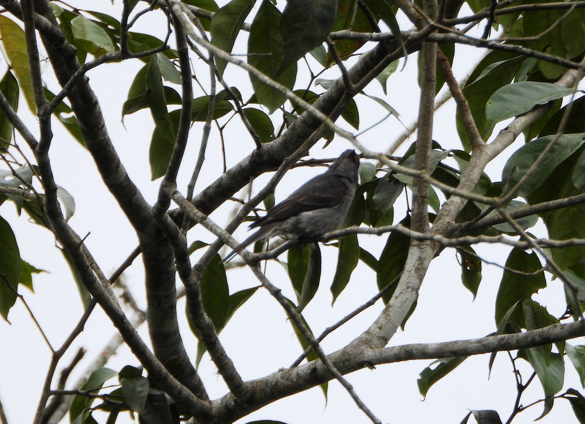 Smoke-colored Pewee - ML638564516
