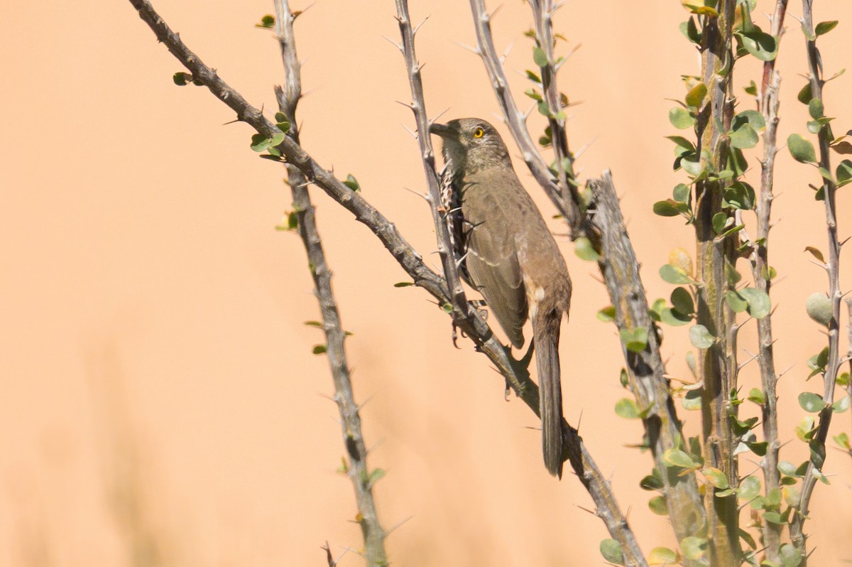 Gray Thrasher - ML638564525