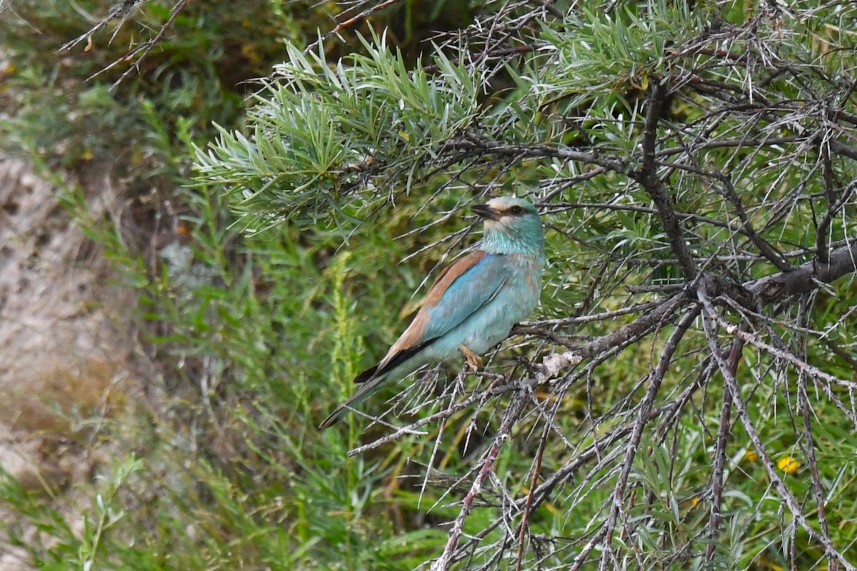 European Roller - ML638564546