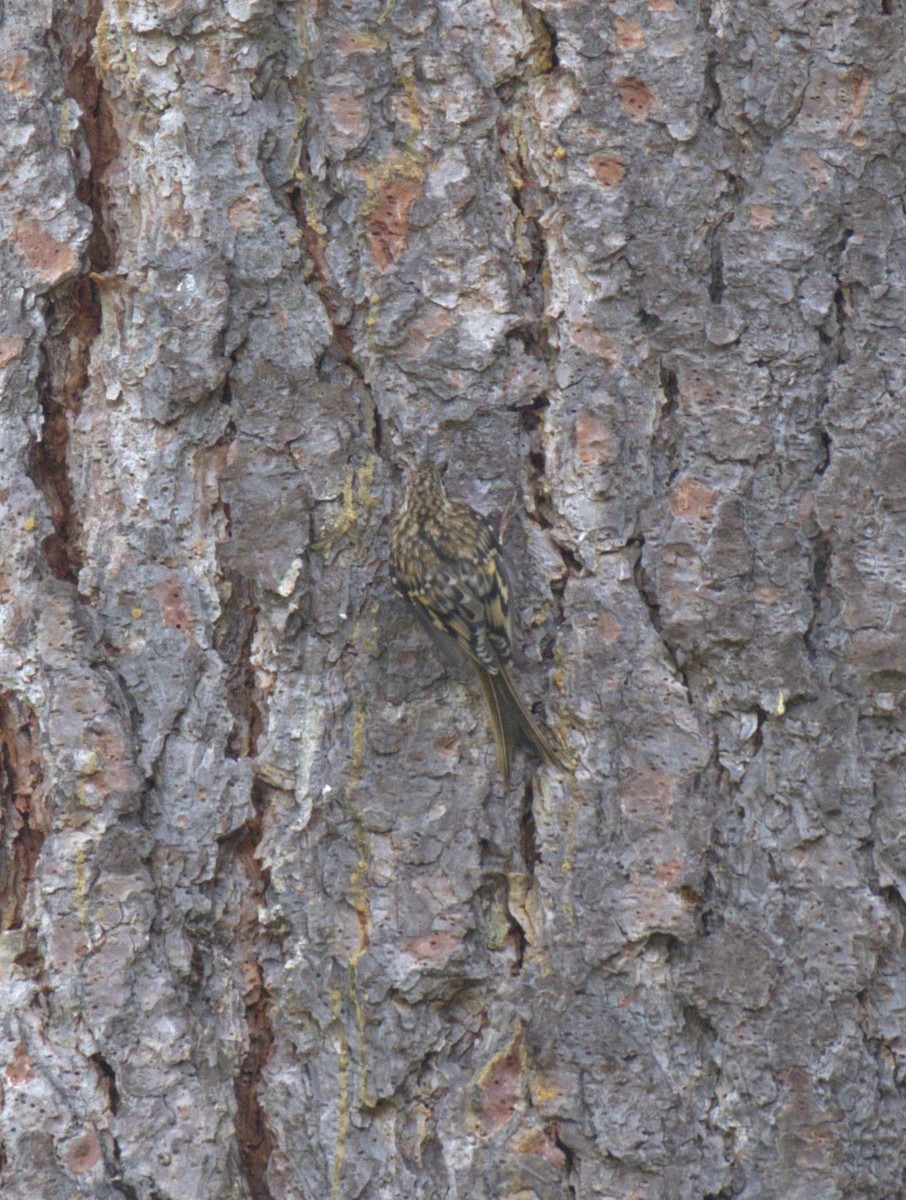 Brown Creeper - ML638564574