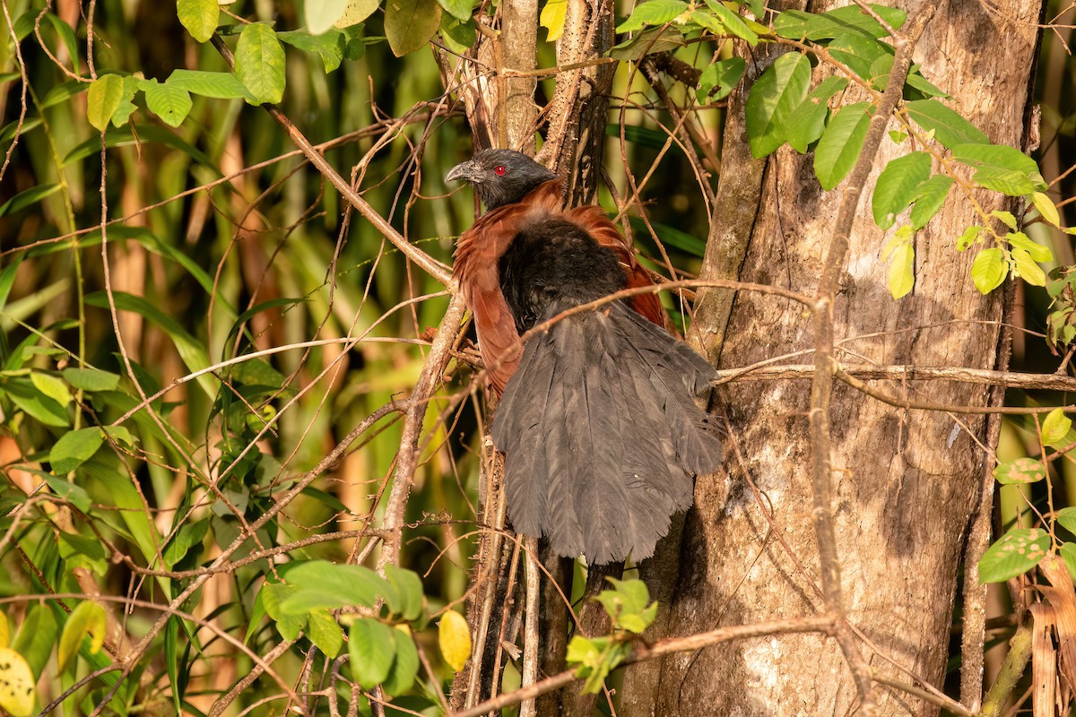 Greater Coucal - ML638564575