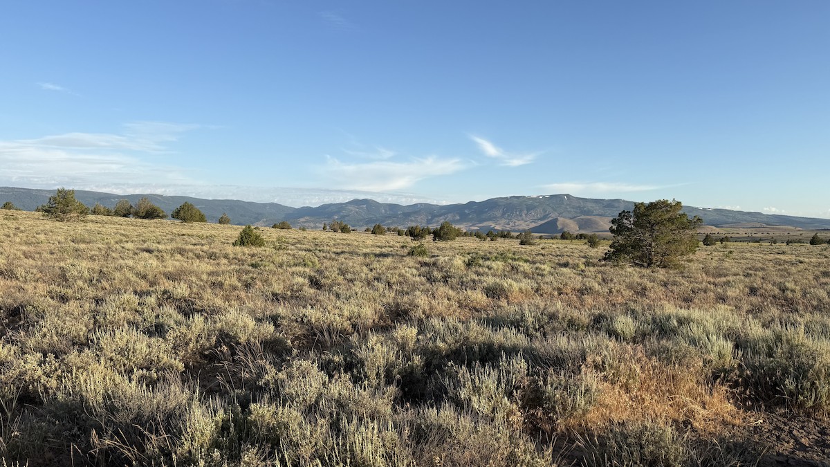 null - ML638564580