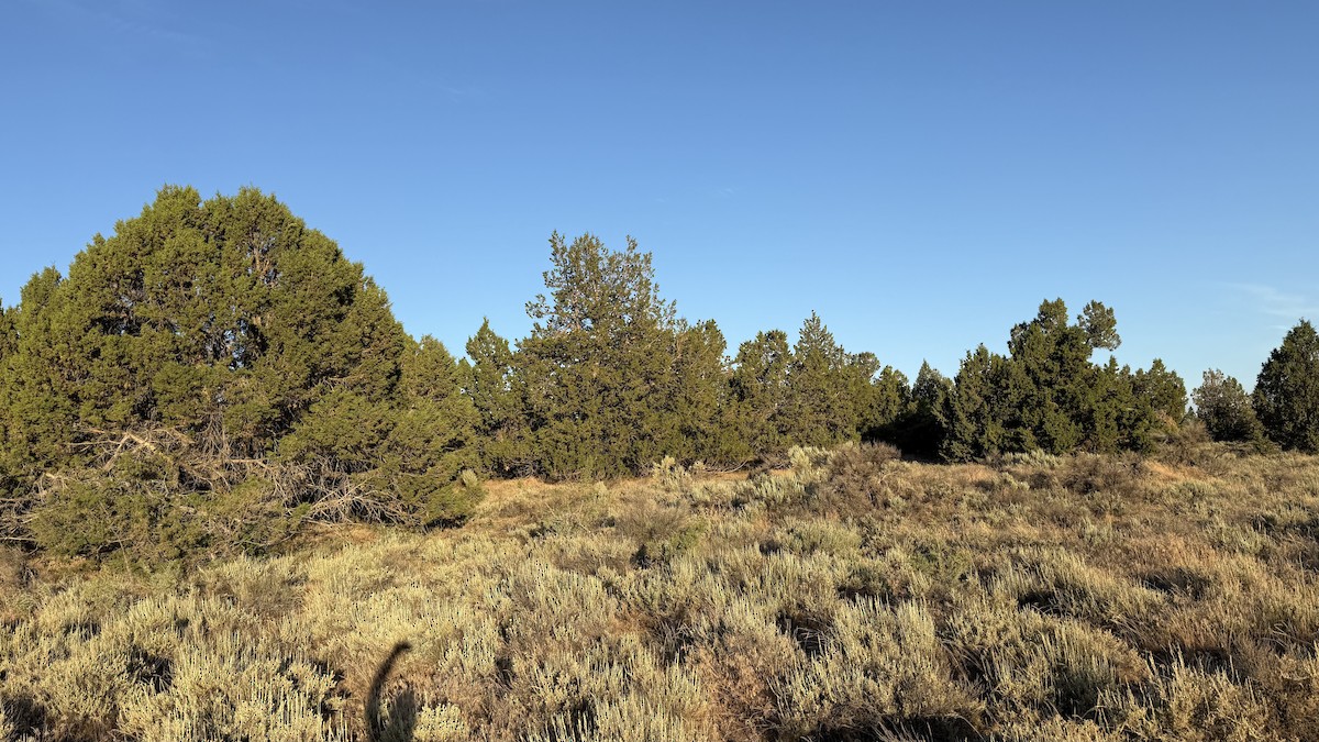 null - ML638564583