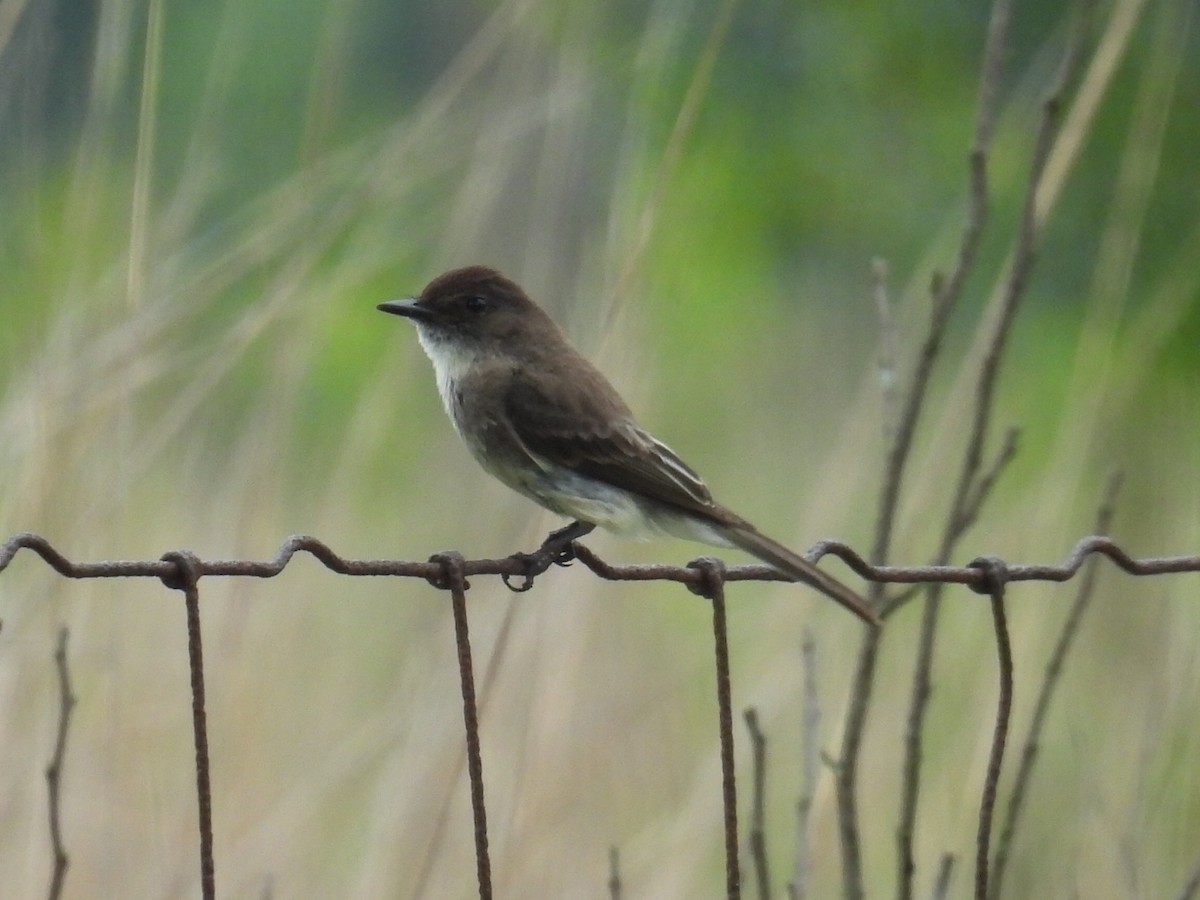 Eastern Phoebe - ML638564602