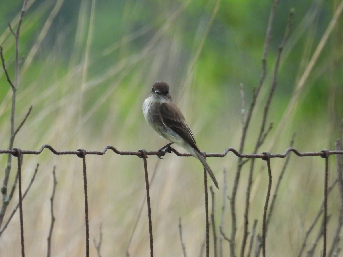 Eastern Phoebe - ML638564603
