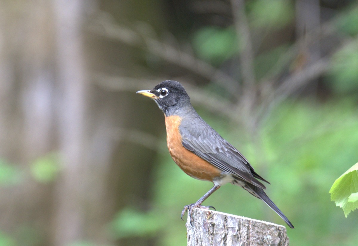American Robin - ML638564611
