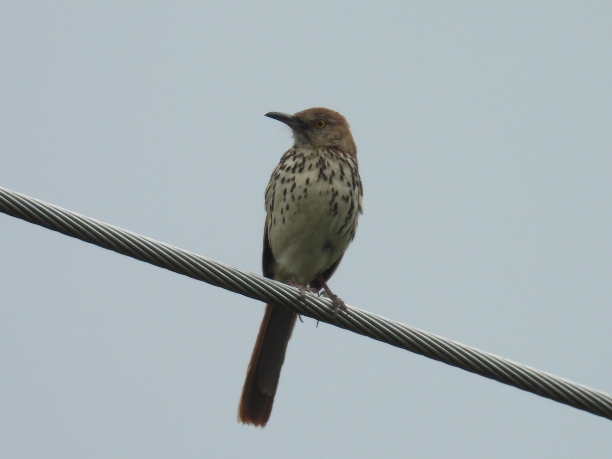 Brown Thrasher - ML638564626