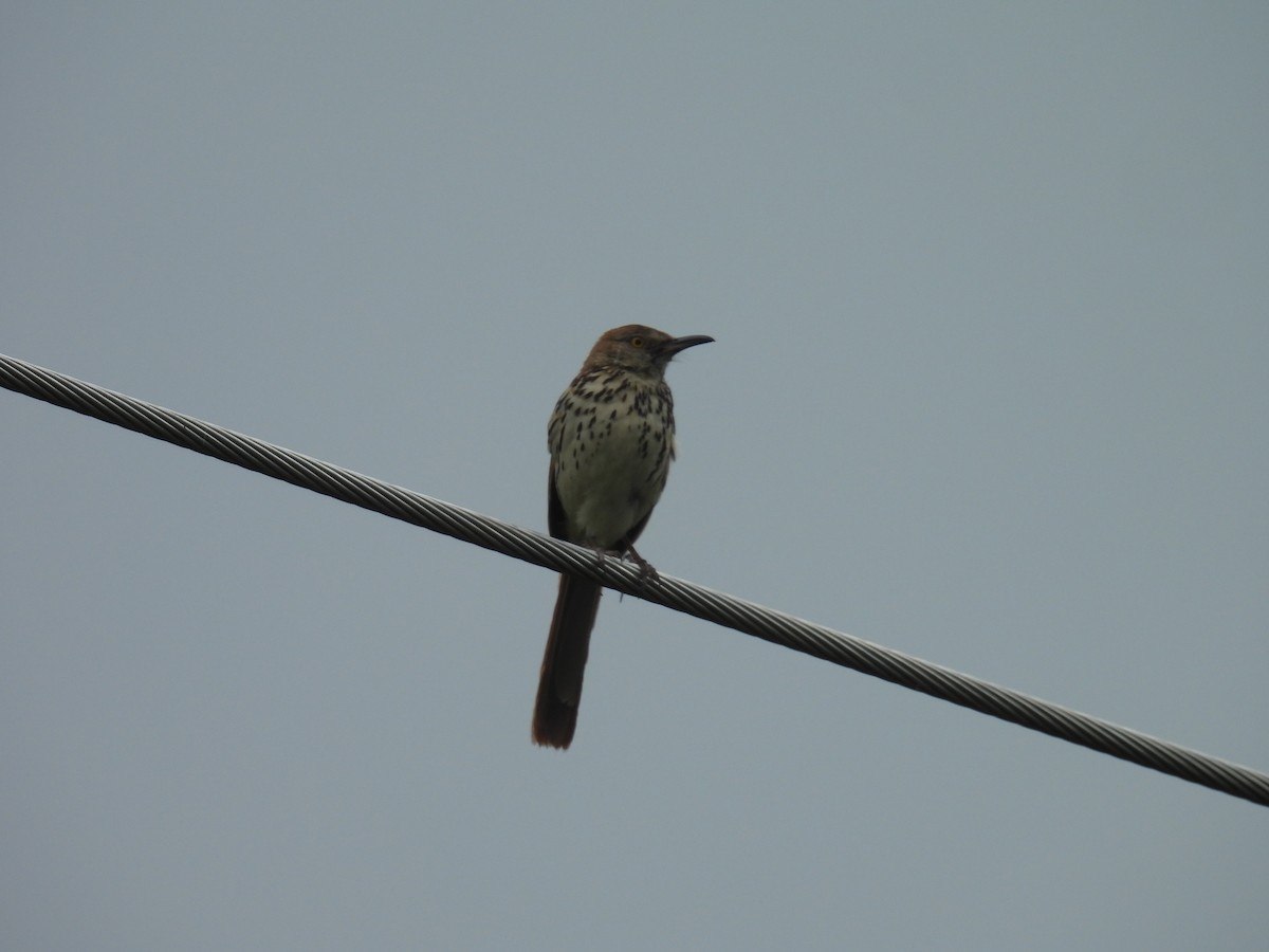 Brown Thrasher - ML638564627