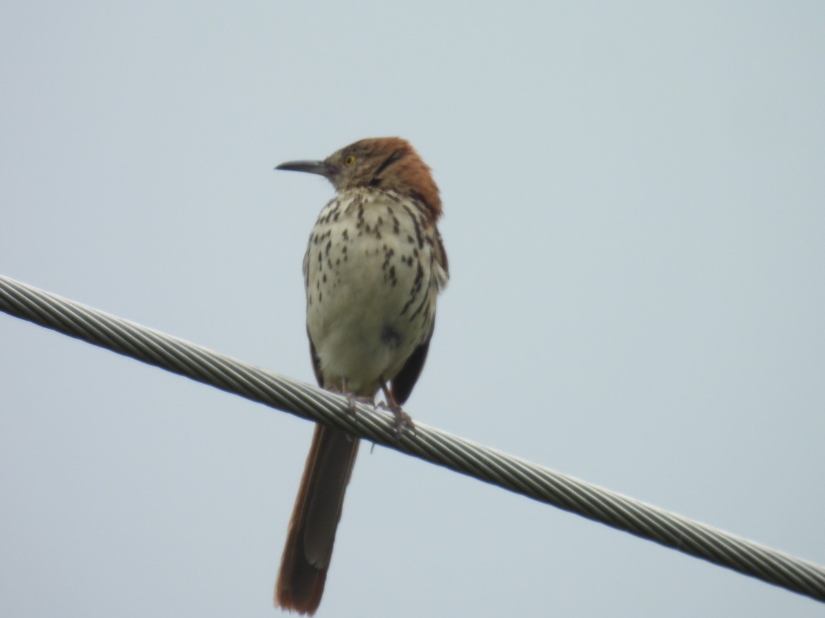 Brown Thrasher - ML638564628