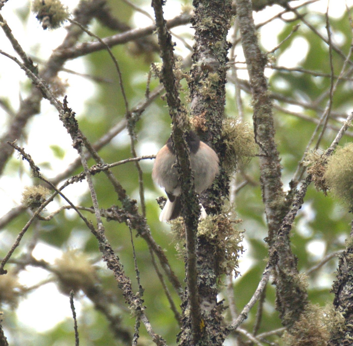 Dark-eyed Junco - ML638564631