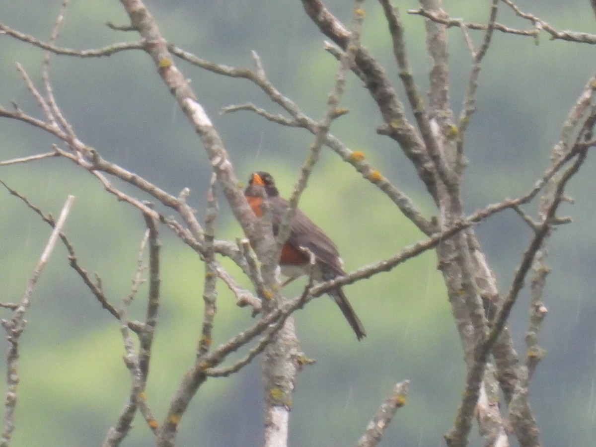American Robin - ML638564645