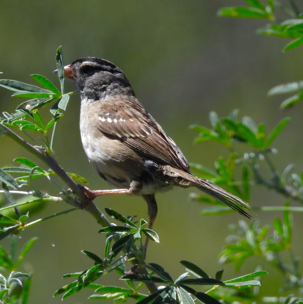 White-crowned Sparrow - ML638564650