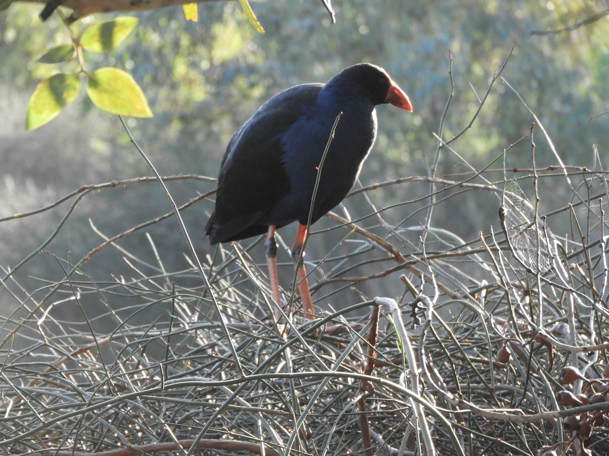 Australasian Swamphen - ML638564659