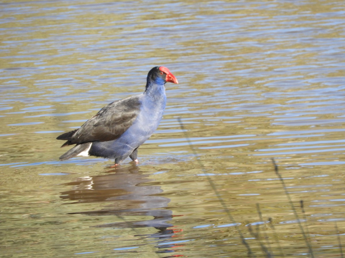 Australasian Swamphen - ML638564660