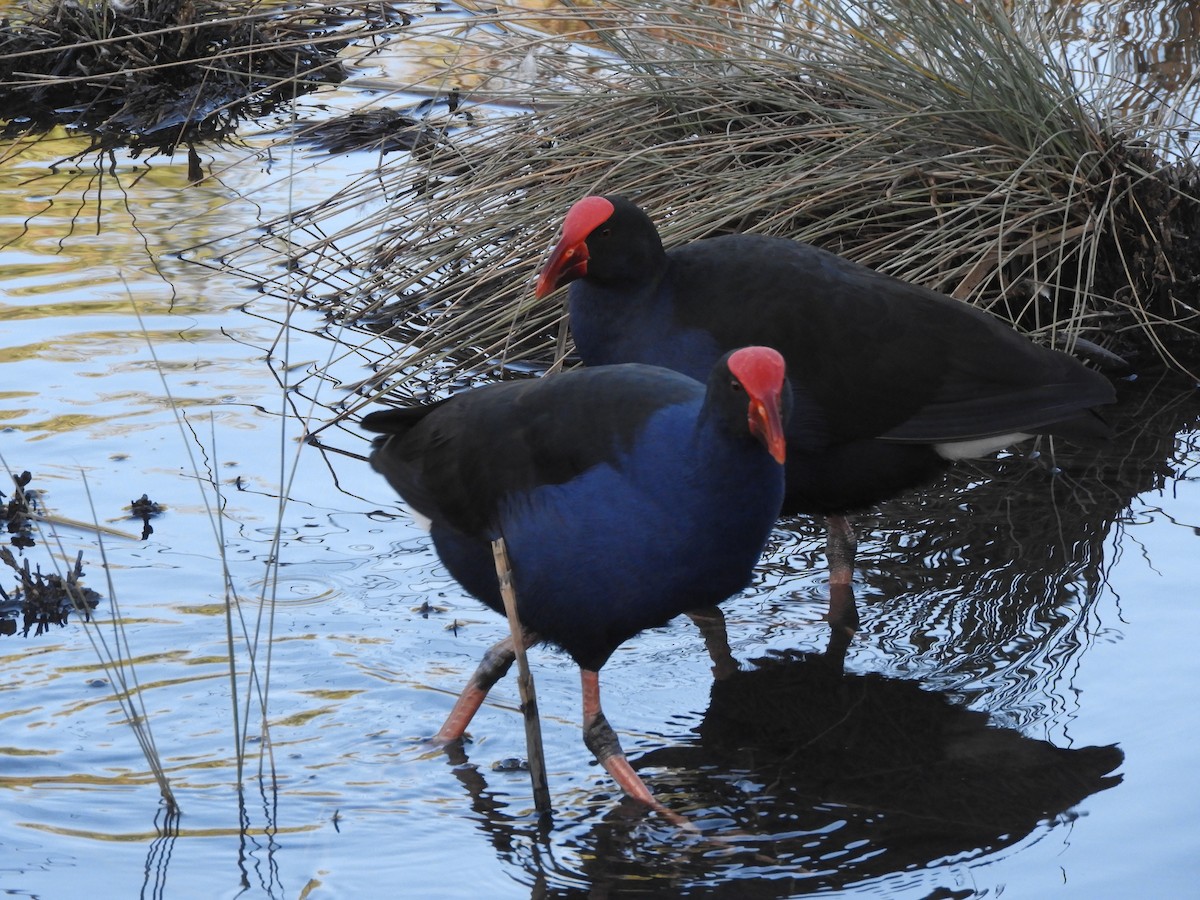 Australasian Swamphen - ML638564661