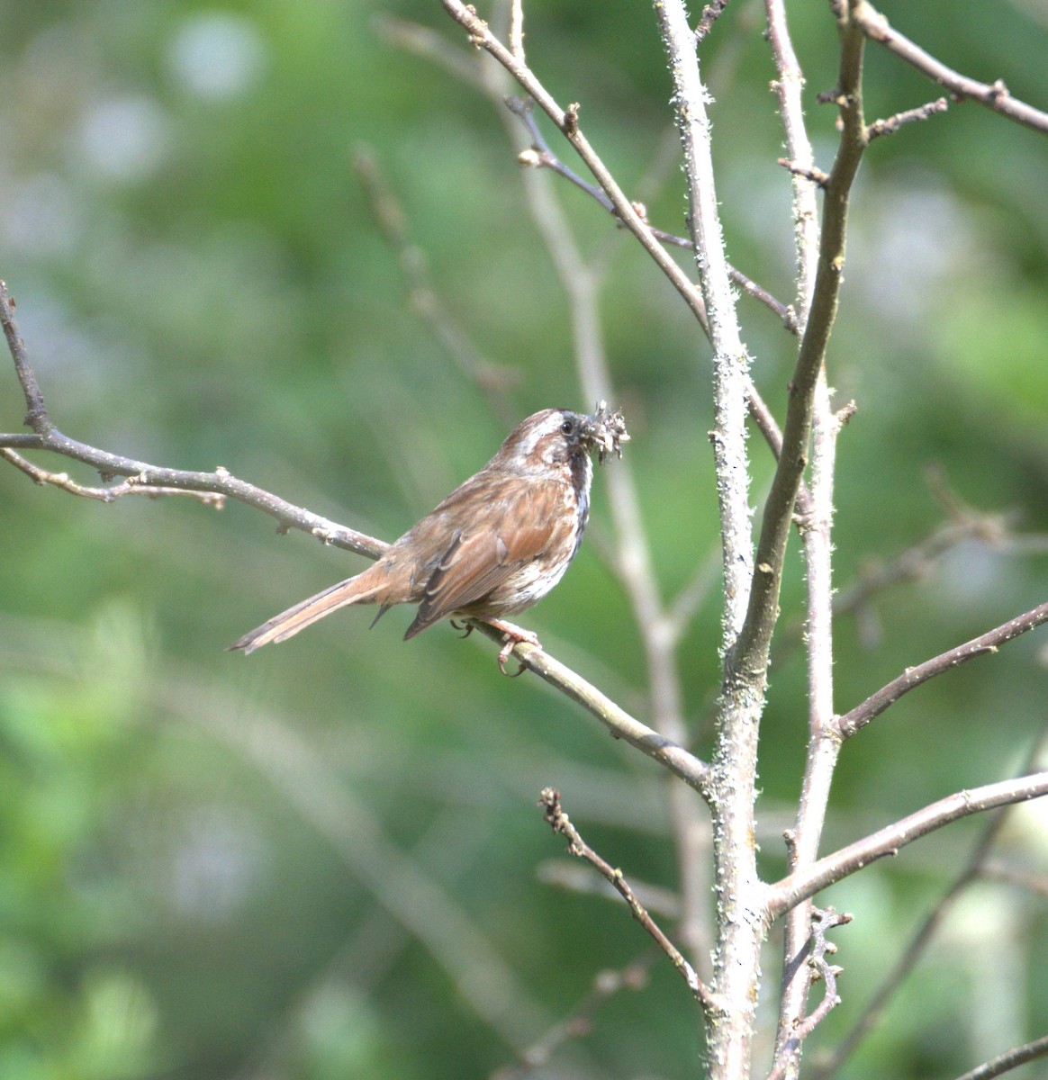 Song Sparrow - ML638564679