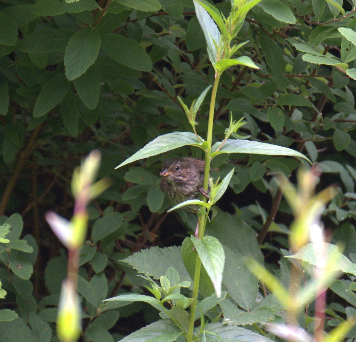 Song Sparrow - ML638564680
