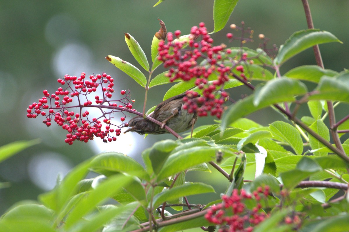Song Sparrow - ML638564681