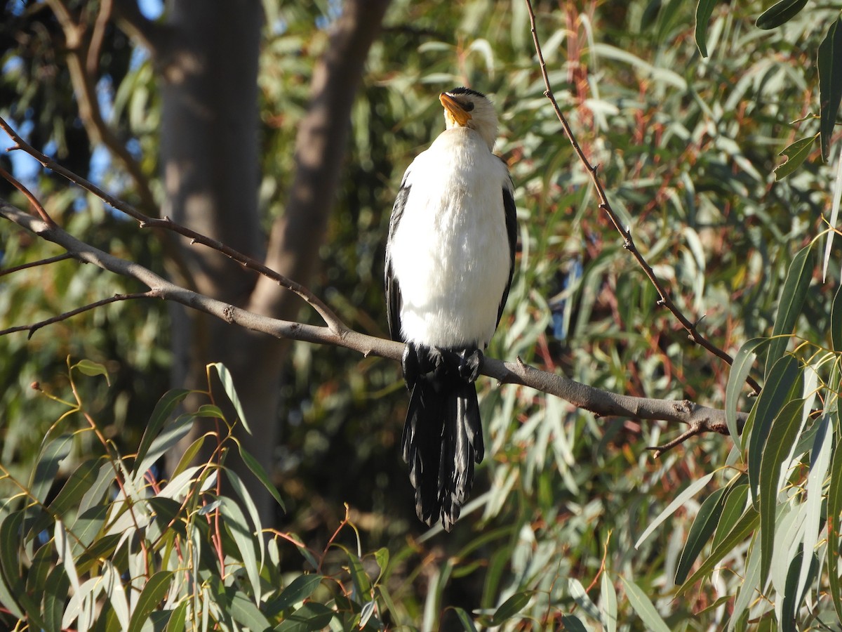 Little Pied Cormorant - ML638564682