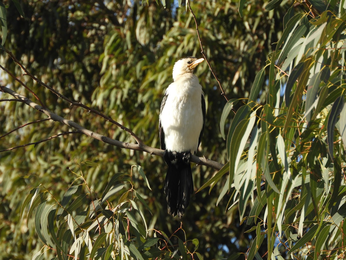 Little Pied Cormorant - ML638564683