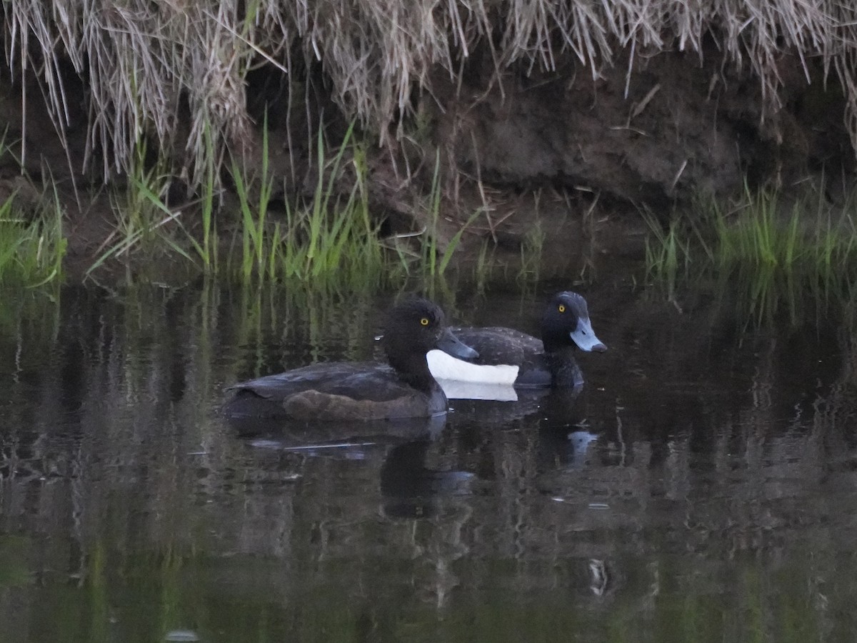 鳳頭潛鴨 - ML638564684