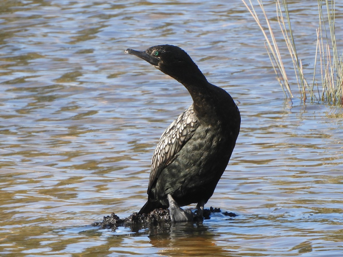 Little Black Cormorant - ML638564693
