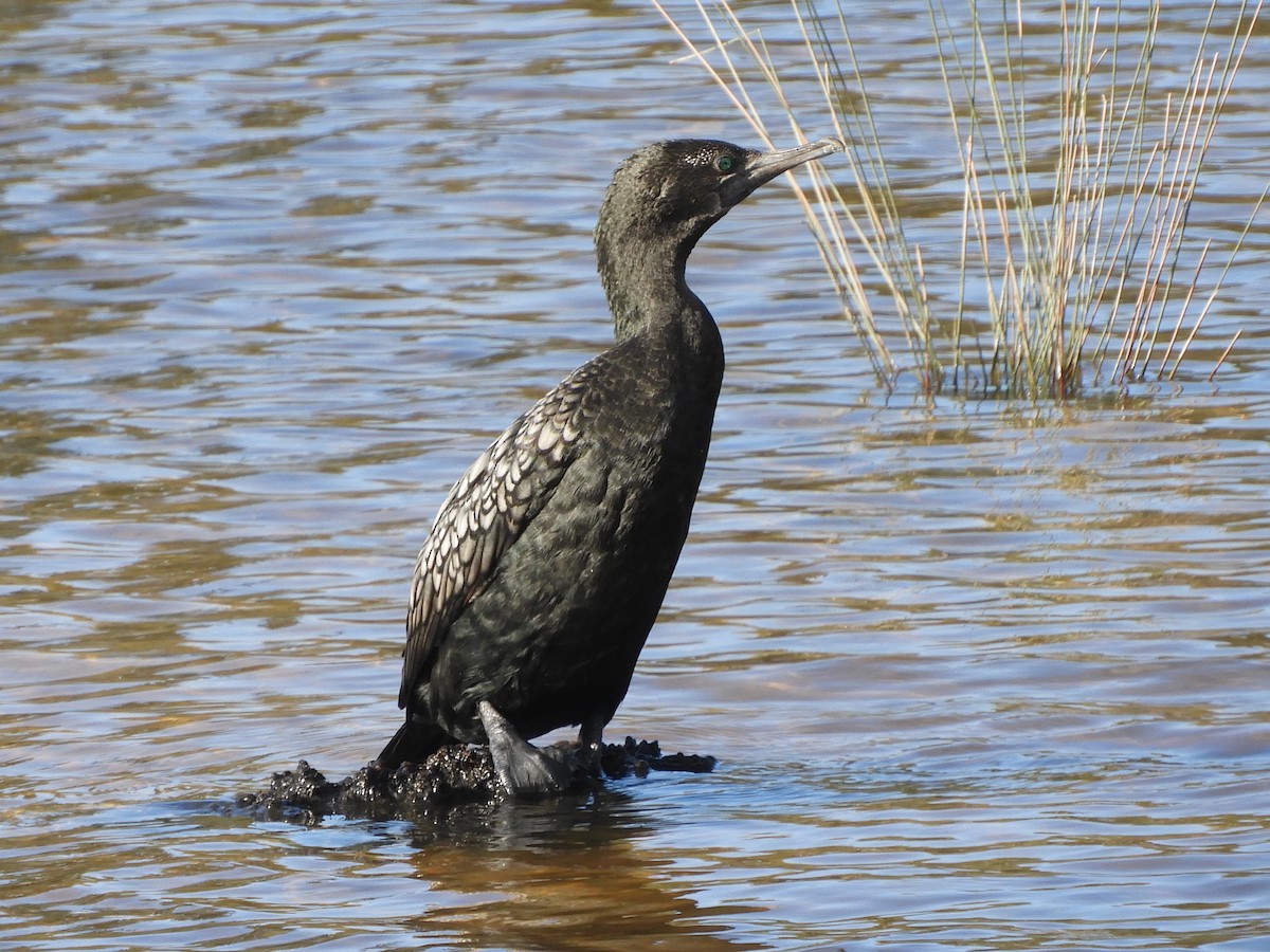 Little Black Cormorant - ML638564694