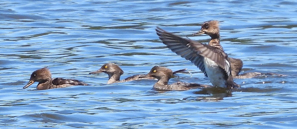 Hooded Merganser - ML638564695