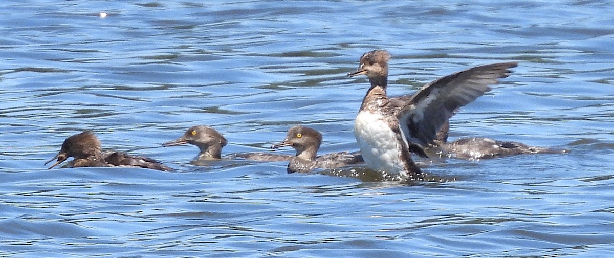 Hooded Merganser - ML638564696